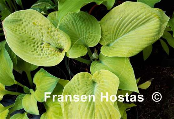 Hosta Lime Krinkles